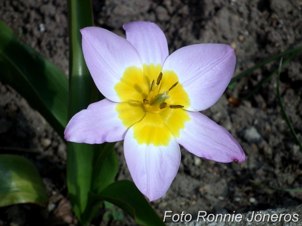 Tulipa saxatilis bakeri 'Lilac Wonder'